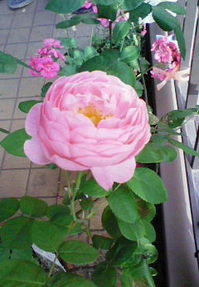 rose.jpgのサムネール画像